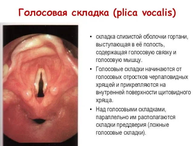 Голосовая складка (plica vocalis) складка слизистой оболочки гортани, выступающая в её полость,