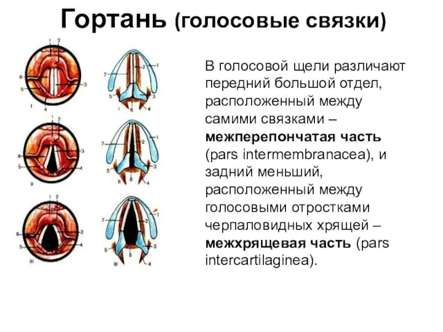 Гортань (голосовые связки) В голосовой щели различают передний большой отдел, расположенный между