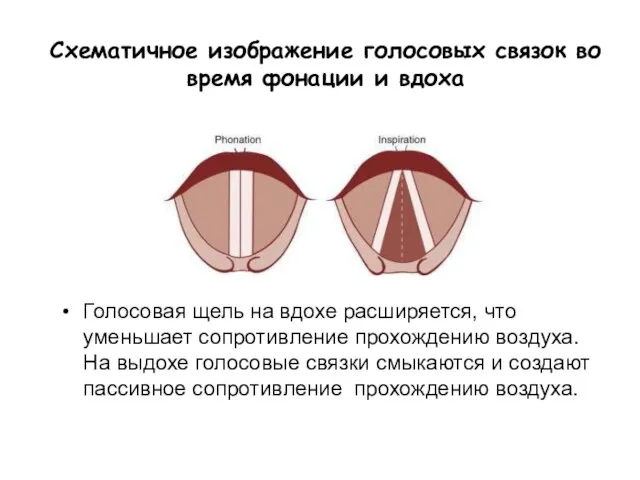 Голосовая щель на вдохе расширяется, что уменьшает сопротивление прохождению воздуха. На выдохе