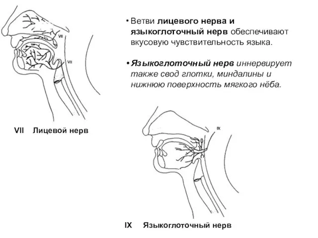 VII Лицевой нерв Ветви лицевого нерва и языкоглоточный нерв обеспечивают вкусовую чувствительность