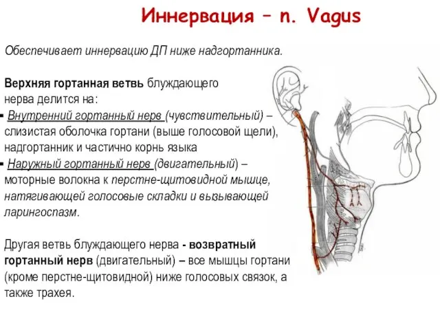 Иннервация – n. Vagus Обеспечивает иннервацию ДП ниже надгортанника. Верхняя гортанная ветвь