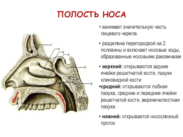 ПОЛОСТЬ НОСА занимает значительную часть лицевого черепа. разделена перегородкой на 2 половины