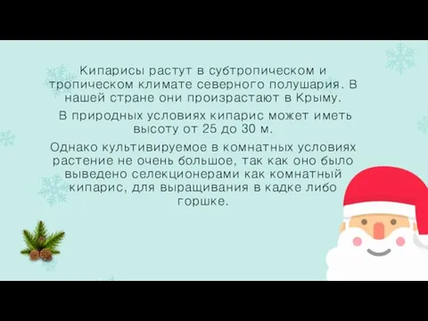 Кипарисы растут в субтропическом и тропическом климате северного полушария. В нашей стране