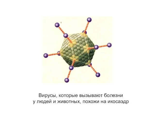 Вирусы, которые вызывают болезни у людей и животных, похожи на икосаэдр