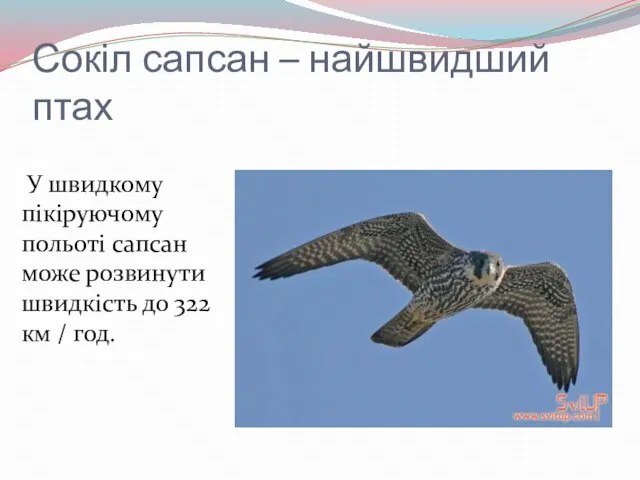 Сокіл сапсан – найшвидший птах У швидкому пікіруючому польоті сапсан може розвинути