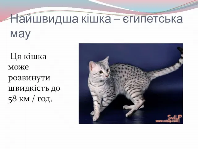 Найшвидша кішка – єгипетська мау Ця кішка може розвинути швидкість до 58 км / год.