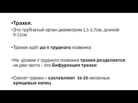 Трахея. Это трубчатый орган диаметром 1,5-2,7см, длиной 9-11см Трахея идёт до V