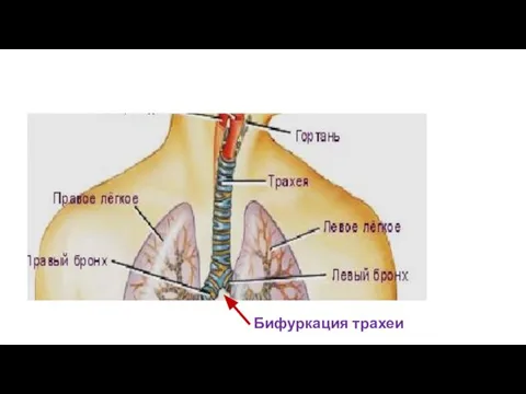 Бифуркация трахеи