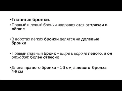 Главные бронхи. Правый и левый бронхи направляются от трахеи в лёгкие В