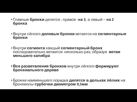 Главные бронхи делятся : правое -на 3, а левый – на 2