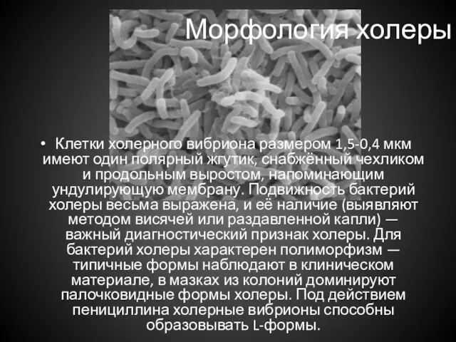 Морфология холеры Клетки холерного вибриона размером 1,5-0,4 мкм имеют один полярный жгутик,