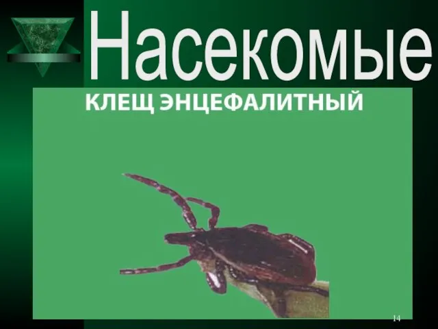 Насекомые