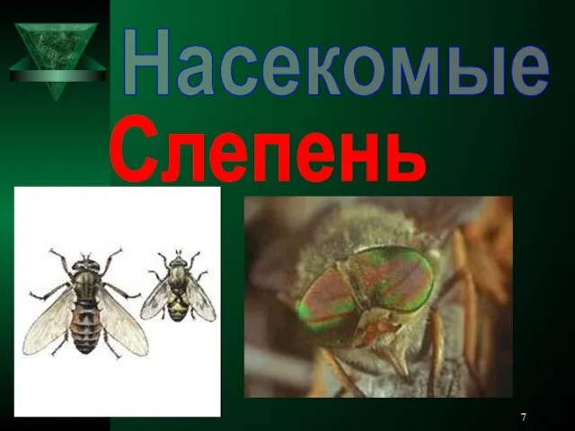 Слепень Насекомые