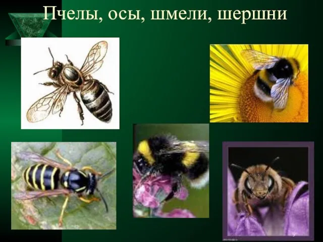 Пчелы, осы, шмели, шершни