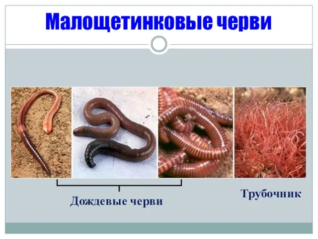 Малощетинковые черви Трубочник Дождевые черви