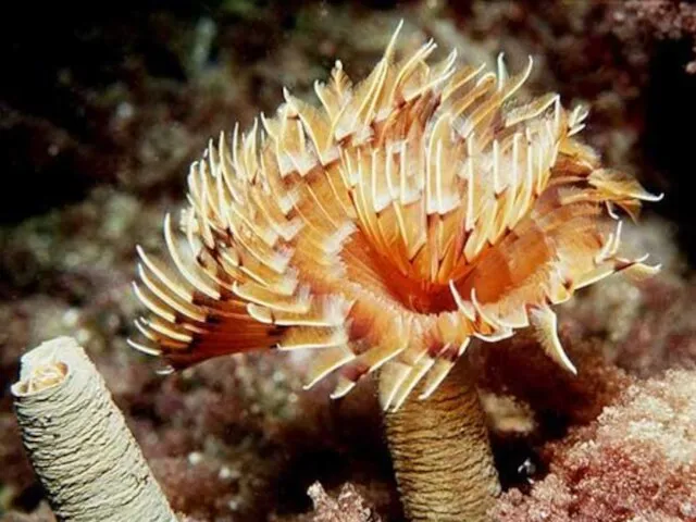 Сабеллиды семейство сидячих многощетинковых червей. распространены в донных сообществах всех океанов. строят