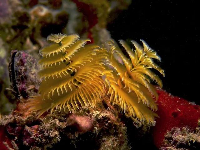 Spirobranchus Широко распространены в тропических морях Мирового океана. Ведут сидячий образ жизни