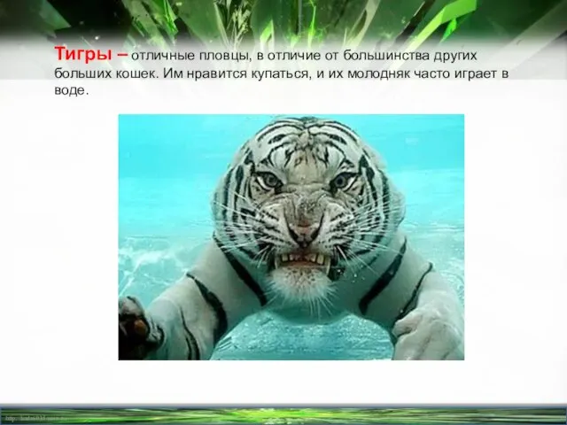 Тигры – отличные пловцы, в отличие от большинства других больших кошек. Им