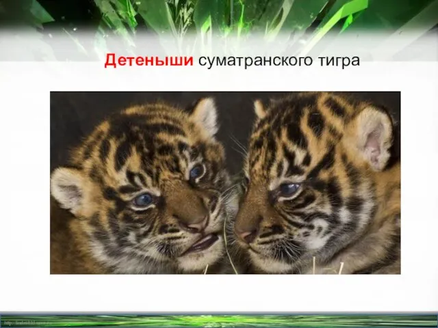Детеныши суматранского тигра