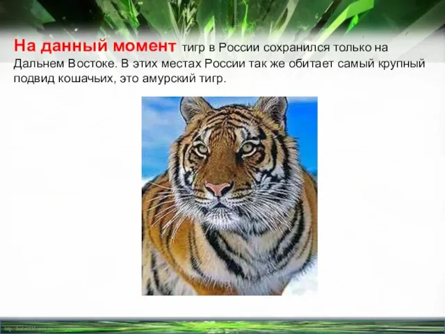 На данный момент тигр в России сохранился только на Дальнем Востоке. В