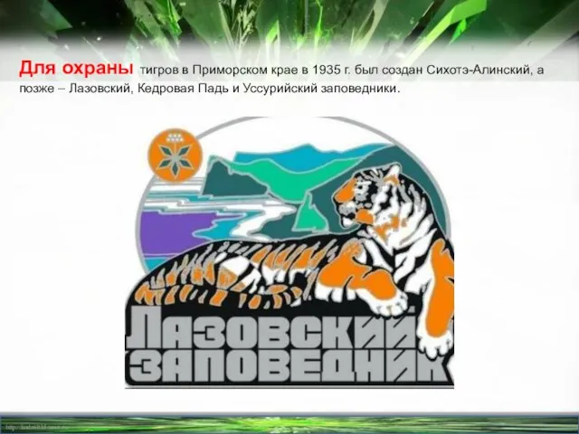 Для охраны тигров в Приморском крае в 1935 г. был создан Сихотэ-Алинский,