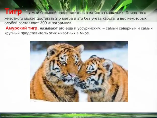 Тигр – самый большой представитель семейства кошачьих. Длина тела животного может достигать
