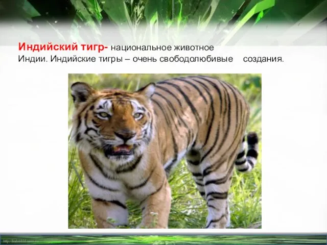 Индийский тигр- национальное животное Индии. Индийские тигры – очень свободолюбивые создания.