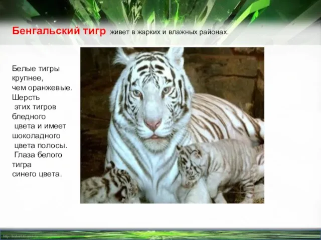 Бенгальский тигр живет в жарких и влажных районах. Белые тигры крупнее, чем