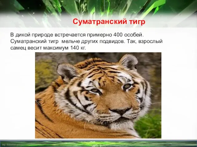 В дикой природе встречается примерно 400 особей. Суматранский тигр мельче других подвидов.