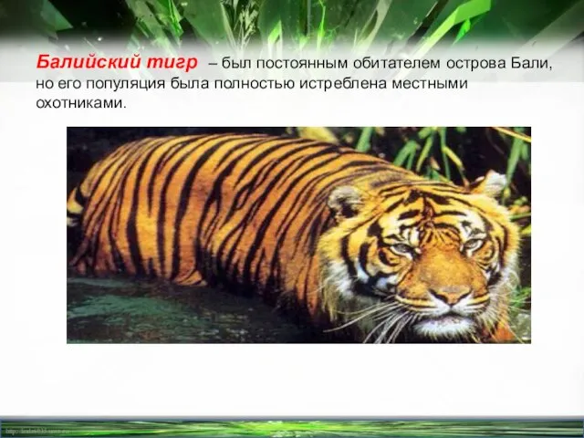 Балийский тигр – был постоянным обитателем острова Бали, но его популяция была полностью истреблена местными охотниками.