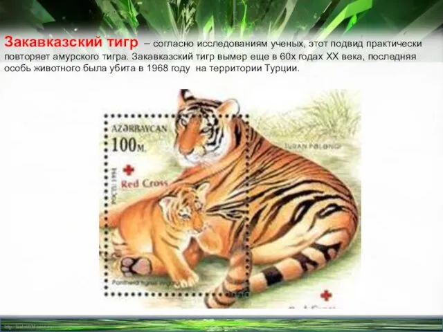 Закавказский тигр – согласно исследованиям ученых, этот подвид практически повторяет амурского тигра.