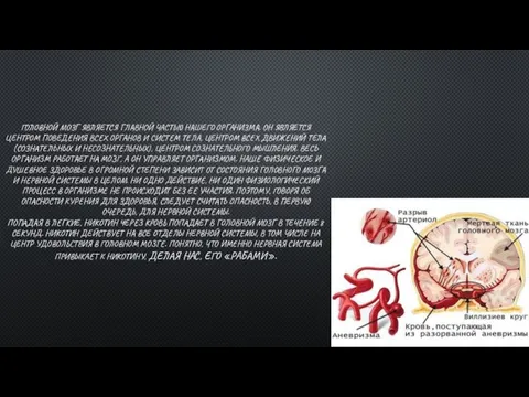 ГОЛОВНОЙ МОЗГ ЯВЛЯЕТСЯ ГЛАВНОЙ ЧАСТЬЮ НАШЕГО ОРГАНИЗМА. ОН ЯВЛЯЕТСЯ ЦЕНТРОМ ПОВЕДЕНИЯ ВСЕХ