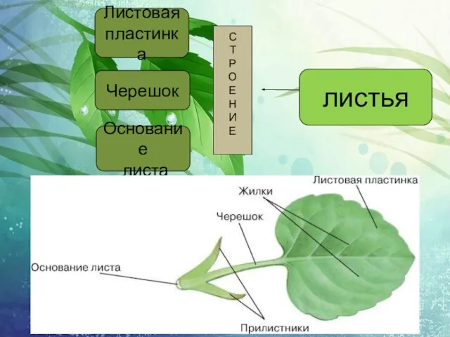 Листовая пластинка Черешок Основание листа листья С Т Р О Е Н И Е