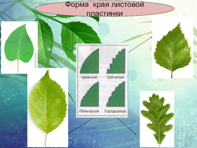 Форма края листовой пластинки