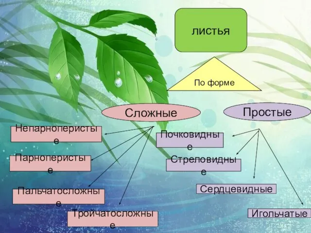 Почковидные Стреловидные Игольчатые Сердцевидные Простые Непарноперистые Парноперистые Тройчатосложные Пальчатосложные Сложные По форме листья