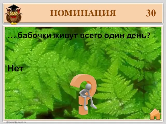 НОМИНАЦИЯ 30 Нет … бабочки живут всего один день?