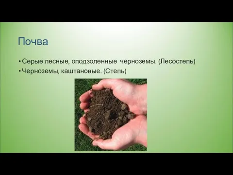 Почва Серые лесные, оподзоленные черноземы. (Лесостепь) Черноземы, каштановые. (Степь)