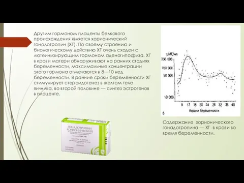 Другим гормоном плаценты белкового происхождения является хорионический гонодотропин (ХГ). По своему строению