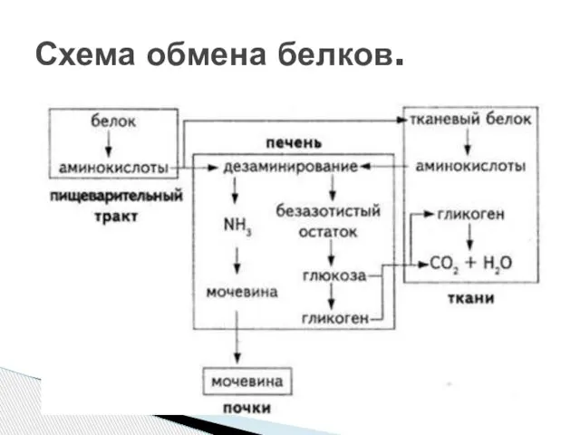 Схема обмена белков.