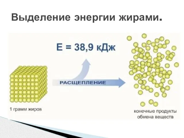 Выделение энергии жирами.