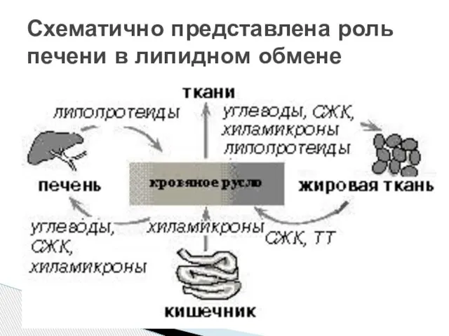 Схематично представлена роль печени в липидном обмене