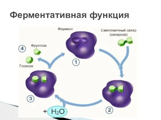 Ферментативная функция