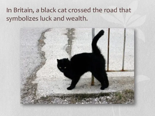 In Britain, a black cat crossed the road that symbolizes luck and wealth.
