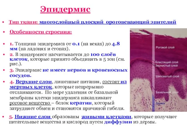 Тип ткани: многослойный плоский ороговевающий эпителий 5. Нижние слои образованы живыми клетками,