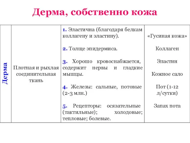 Дерма Дерма, собственно кожа