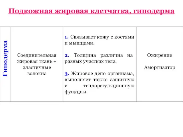 Гиподерма Подкожная жировая клетчатка, гиподерма