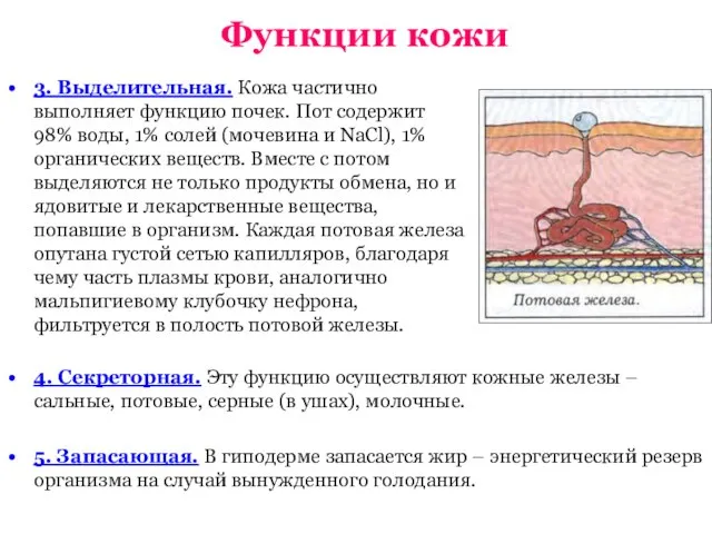 Функции кожи 3. Выделительная. Кожа частично выполняет функцию почек. Пот содержит 98%