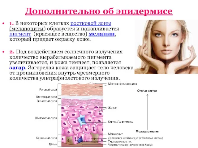 Дополнительно об эпидермисе 1. В некоторых клетках ростковой зоны (меланоциты) образуется и