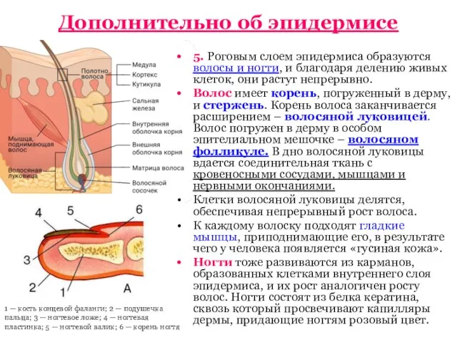 Дополнительно об эпидермисе 5. Роговым слоем эпидермиса образуются волосы и ногти, и