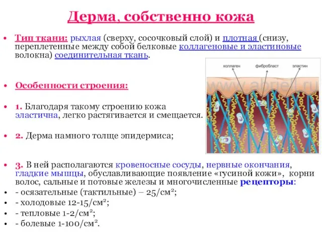 Тип ткани: рыхлая (сверху, сосочковый слой) и плотная (снизу, переплетенные между собой